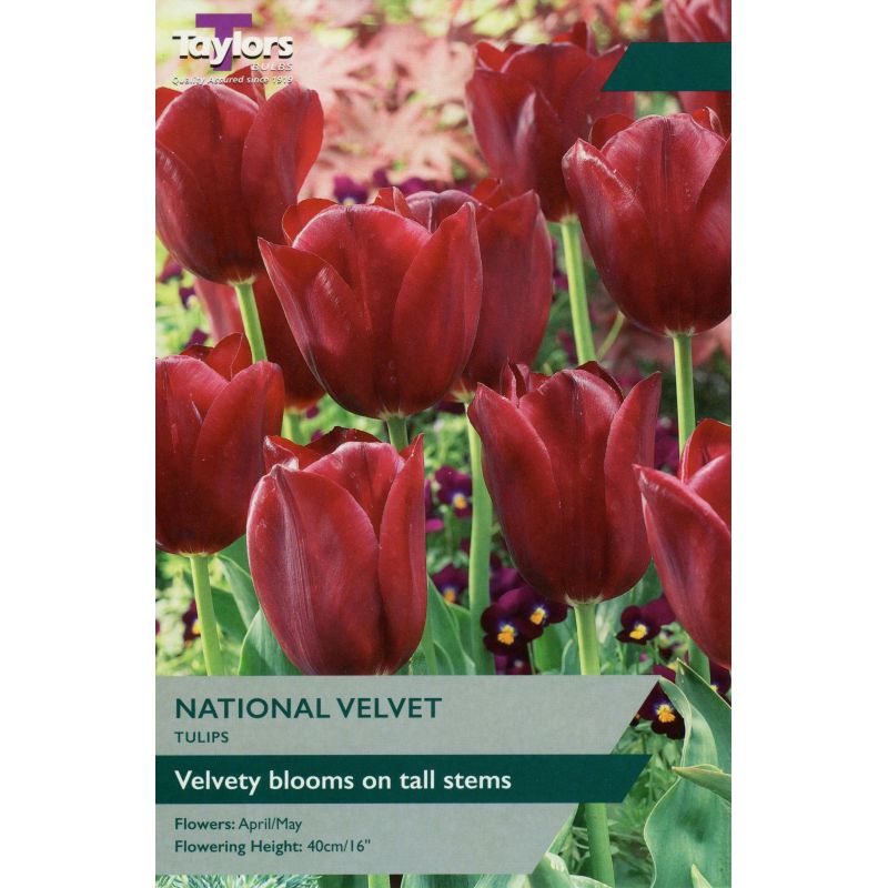 Taylors Bulbs Tulip National Velvet - 7 Bulb Pack