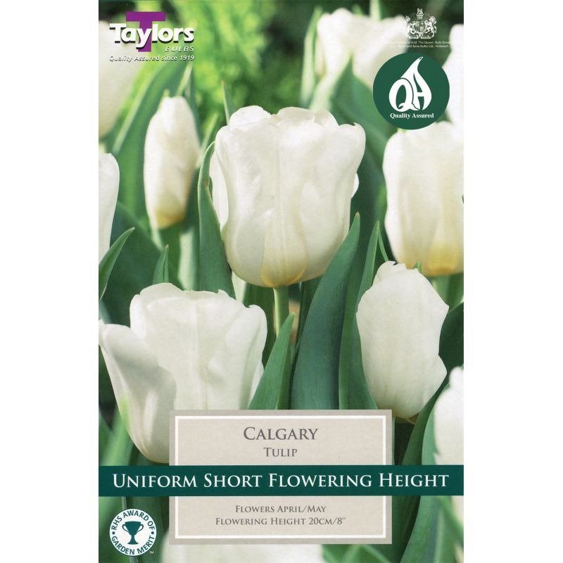 Taylors Bulbs Tulip Calgary - 5 Bulb Pack